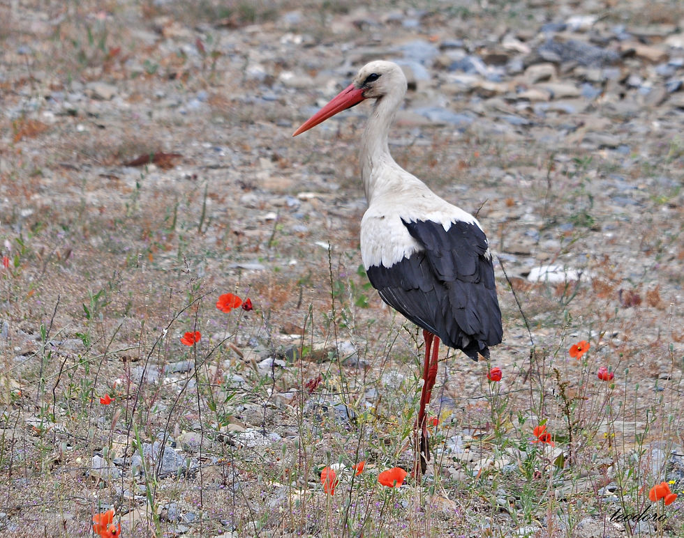 Cegonha-branca. Ciconia ciconia
