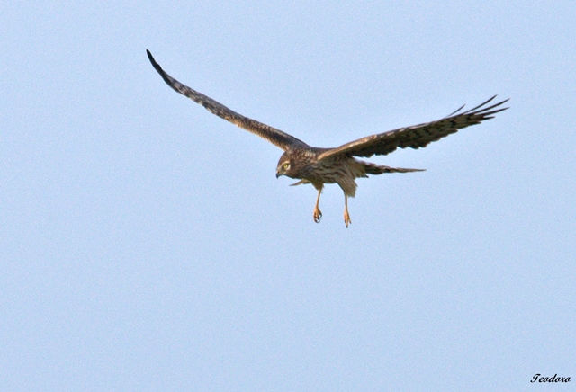 Tartaranhão-caçador.