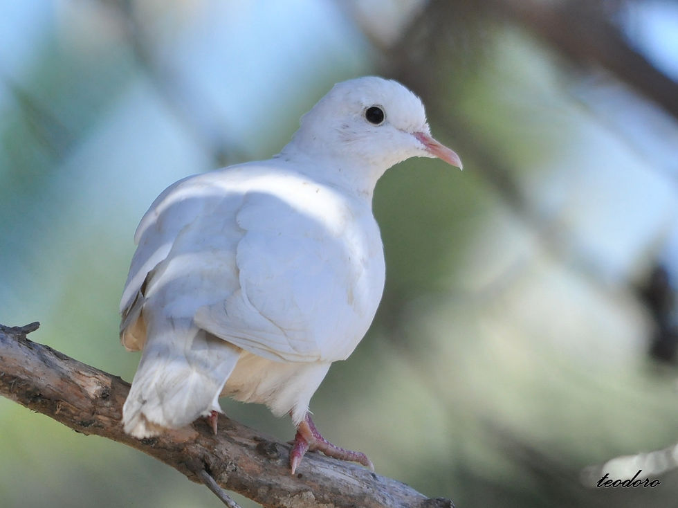 Rola-turca (leucística). Streptoplia
