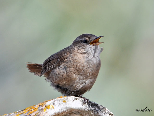 Carriça. Troglodytes troglodytes