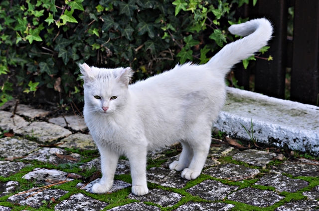 Gato