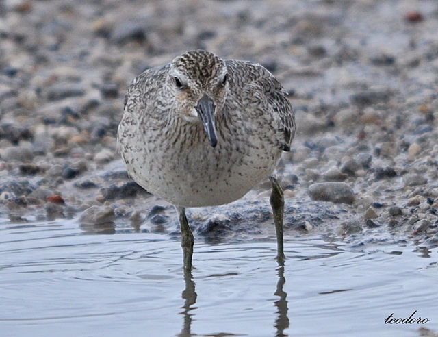 Seixoeira. Calidris canutus
