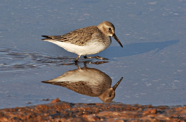 Pilrito-pequeno. Calidris minutus