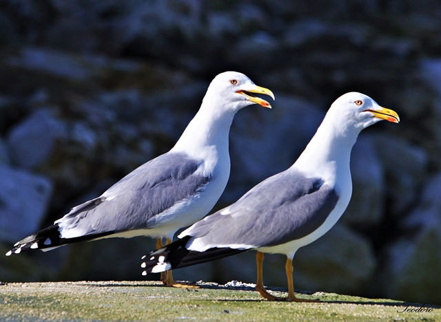 Gaivota-amarela. Larus michaellis