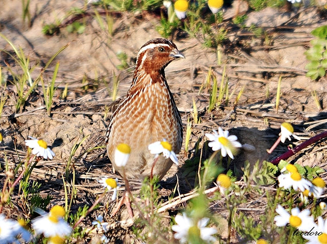 Codorniz. Coturnix coturnix