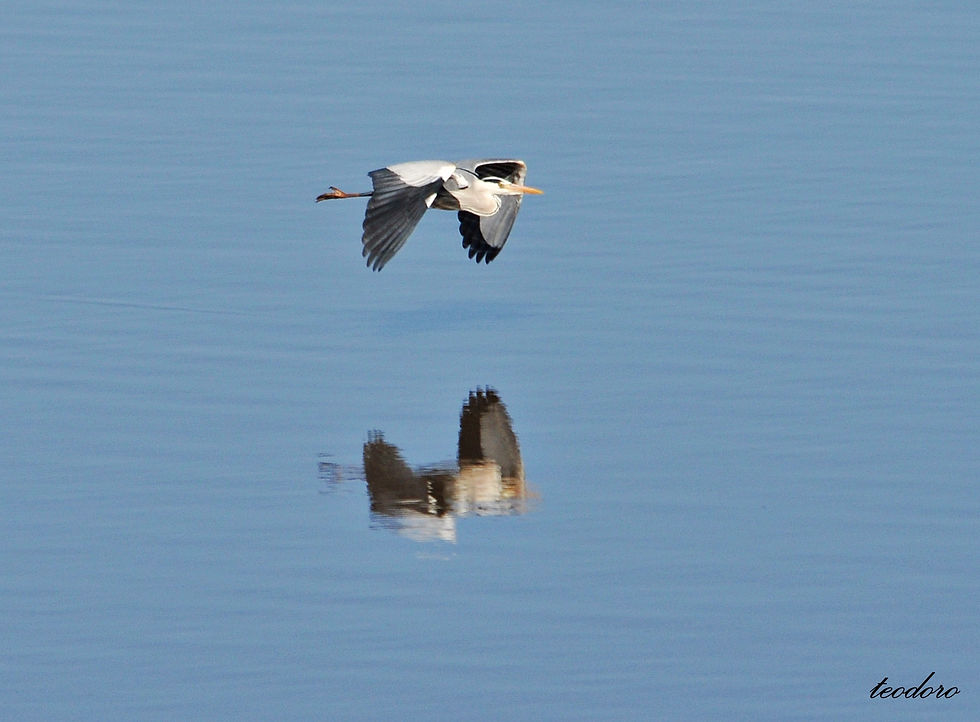 Garça-ireal. Ardea cinerea