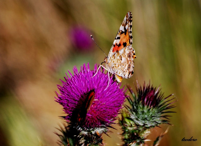 Vanessa Virginiensis