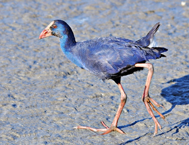 Caimão. Porphyrio porphyrio