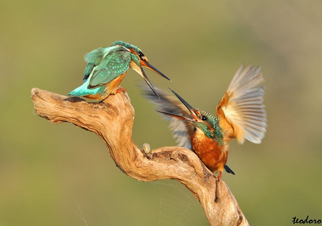 Guarda-rios. Alcedo atthis