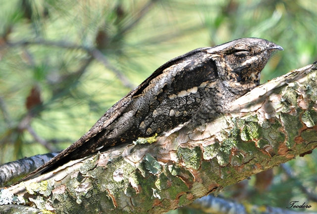 Noitibó-europeu. Caprimulgus europae