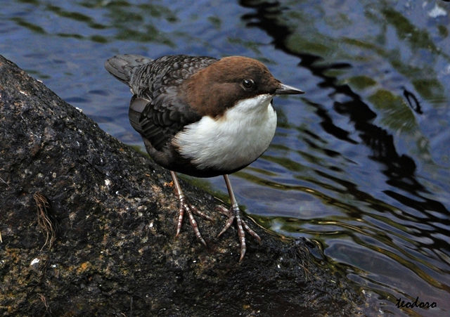 Melro-d`água. Cinclus cinclus