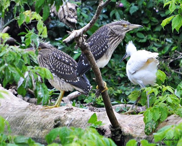 Goraz. Nycticorax nycticorax