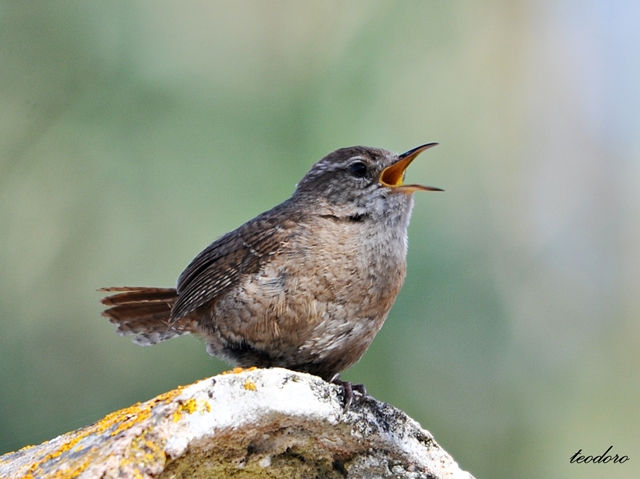 Carriça. Troglodytes troglodytes
