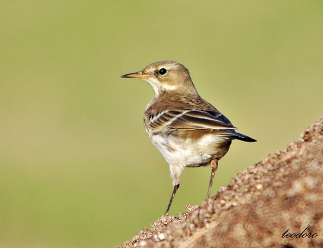 Petinha-ribeirinha