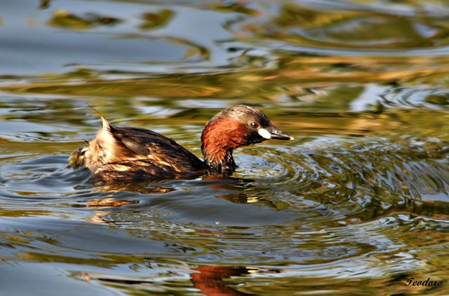 Mergulhão-pequeno. Tachb. ruficollis