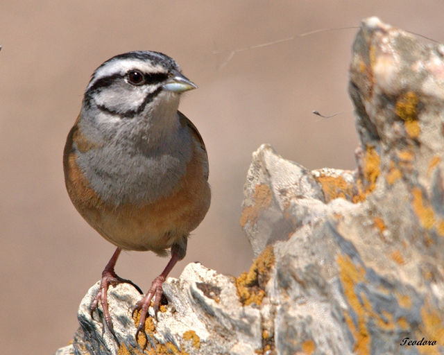 Cia. Emberiza cia