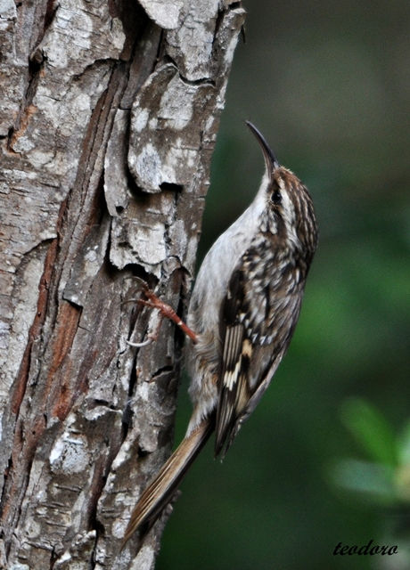 Trepadeira-comum. Certhia brachydact