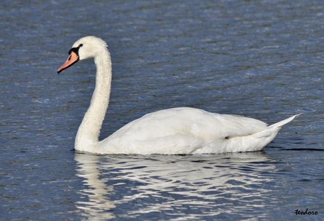 Cisne-mudo. Cygnus olor