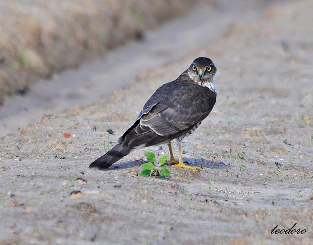 Gavião. Accipiter nisus
