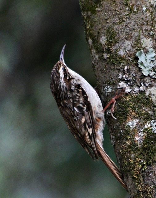 Trepadeira-comum. Certhia brachydact