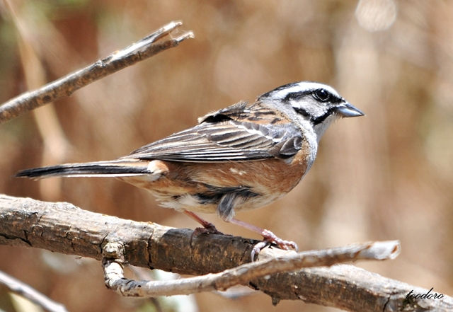 Cia. Emberiza cia