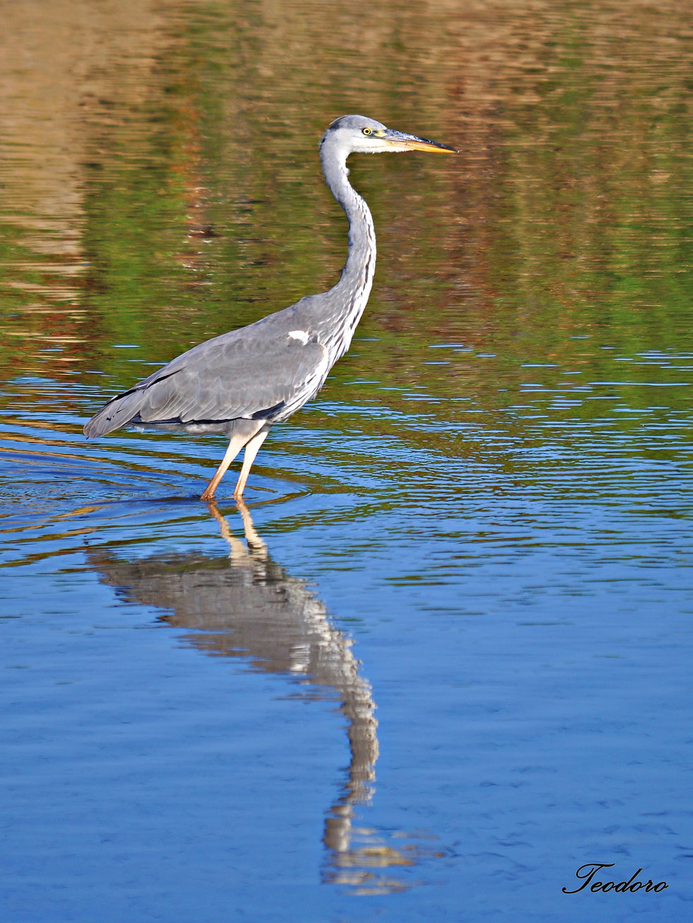 Garça-real. Ardea cinerea