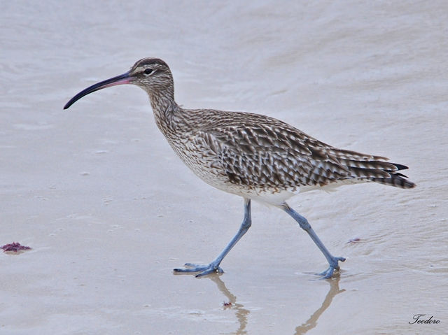 Maçarico-galego. Numenius phaeopus