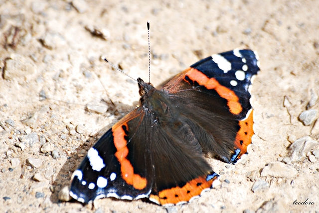 Almirante-vermelho. Vanessa atalanta