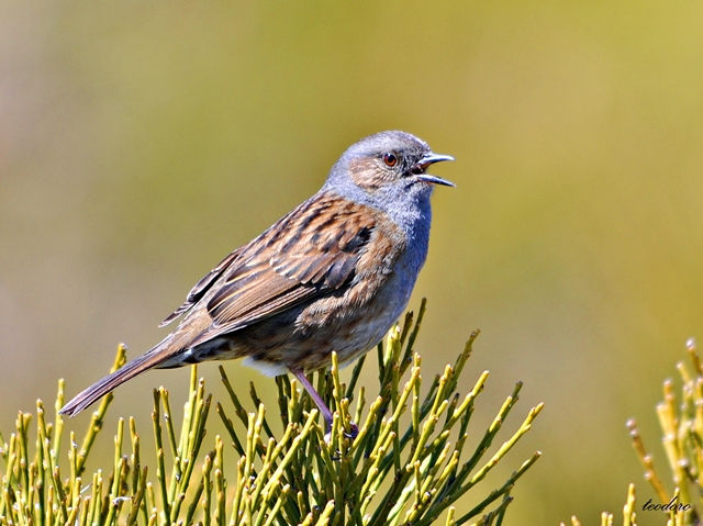Ferreirinha. Prunella modularis