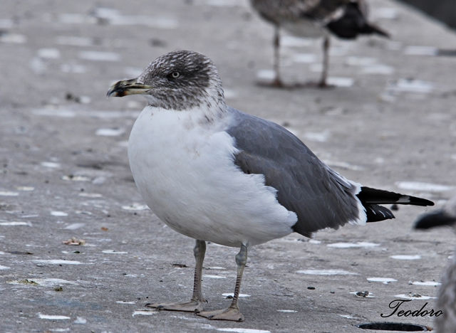 Gaivota-do-atlantico. Larus atlantis