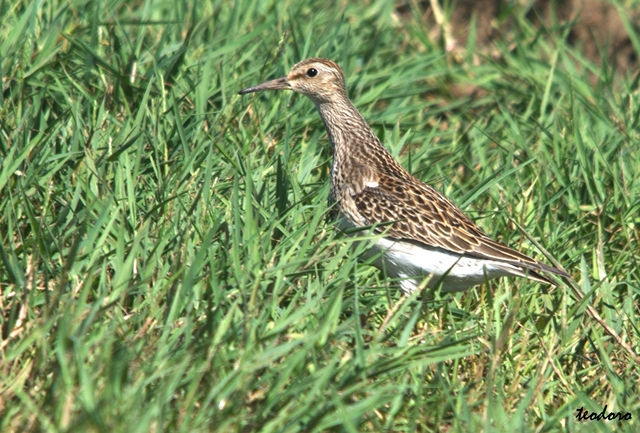 Pilrito-de-colete. Calidris melanoto