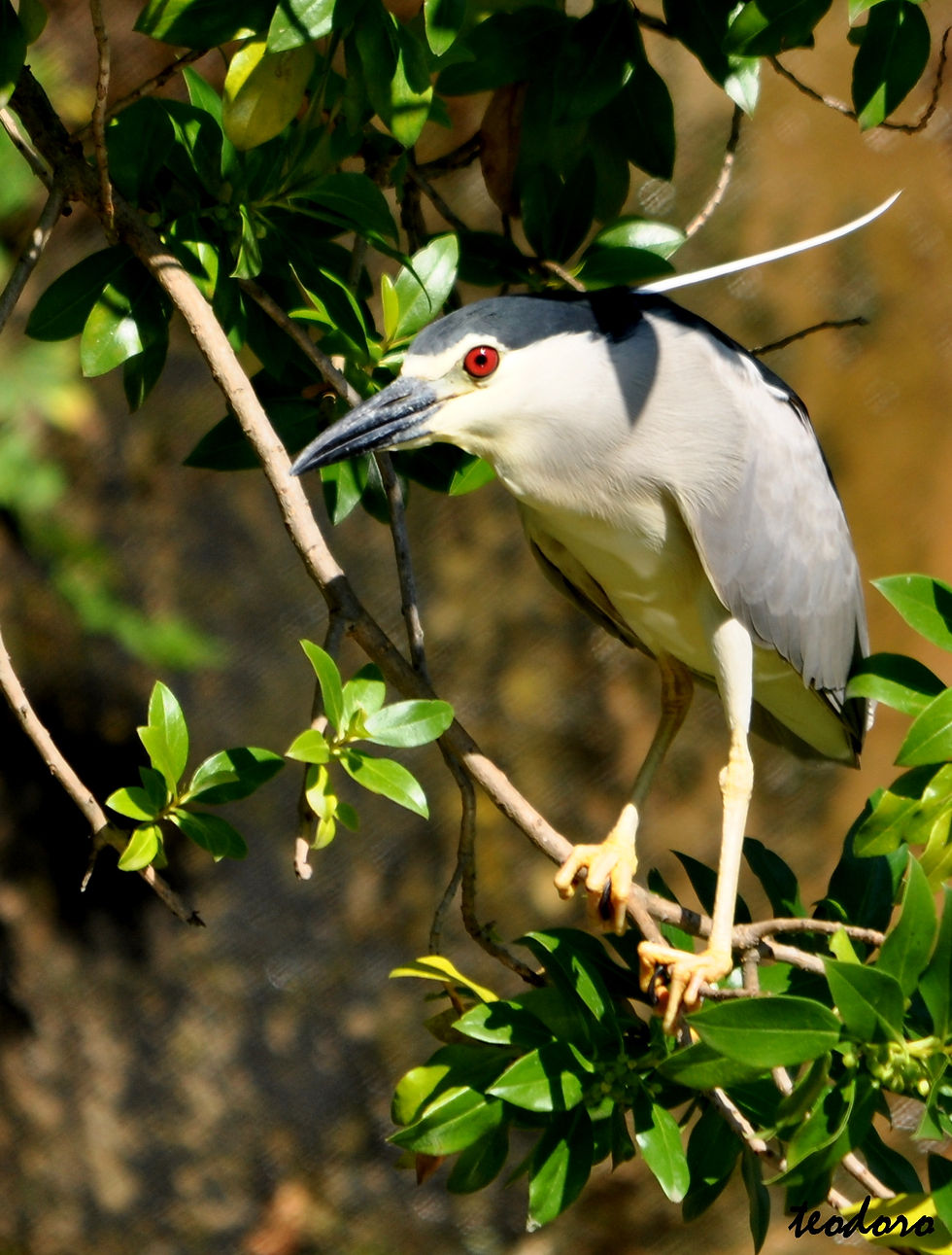 Goraz. Nycticorax nycticorax