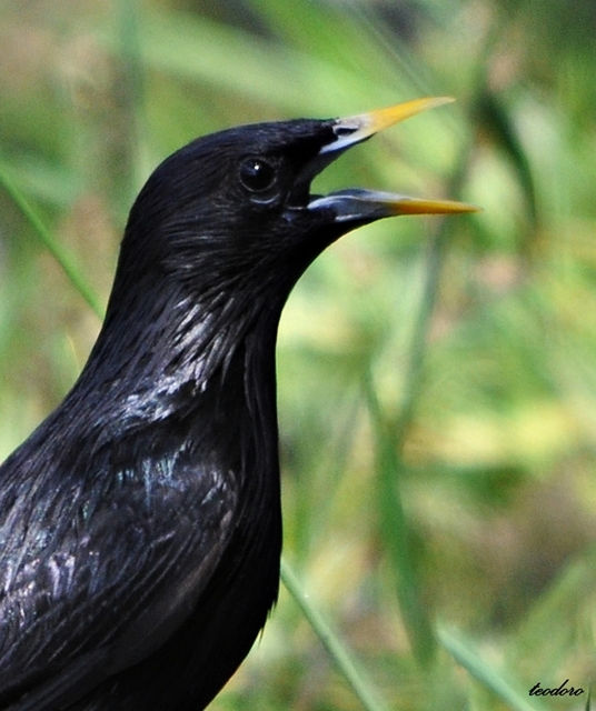 Estorninho-preto. Sturnos unicolor