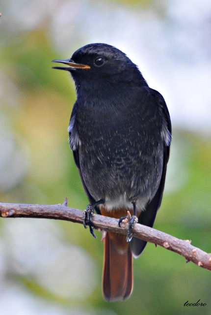 Rabirruivo-preto. Phoenicurus ochr.