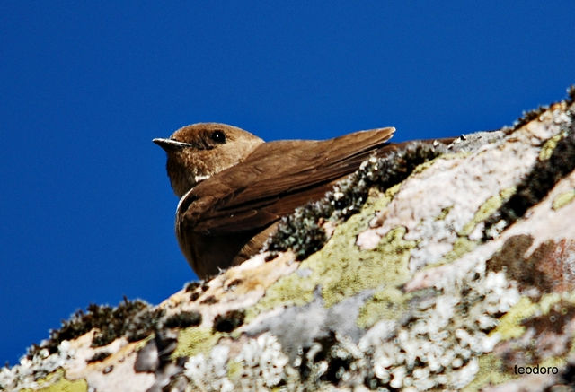 Andorinha-rochas.Hirundo rupestris