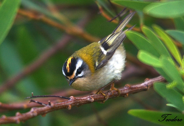 Estrelinha-real. Regulus ignicapillu