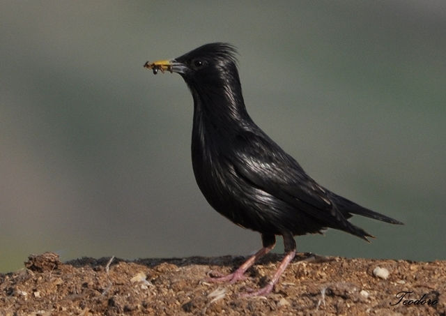 Estorninho-preto. Sturnos unicolor