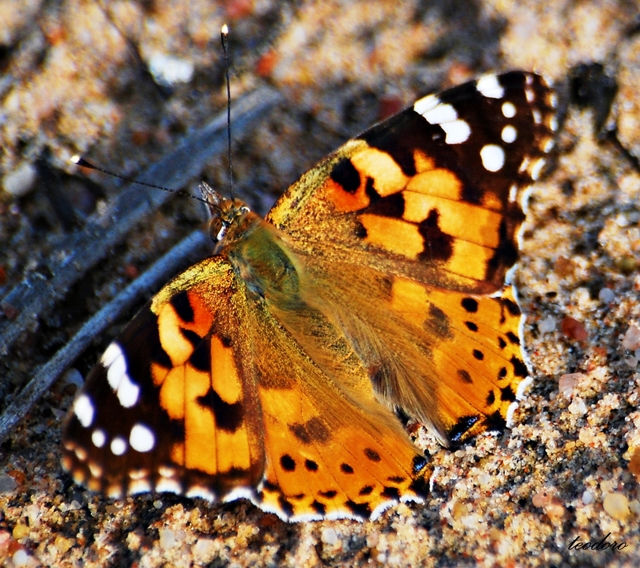 Vanessa cardui