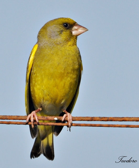 Verdilhão.Carduelis chloris