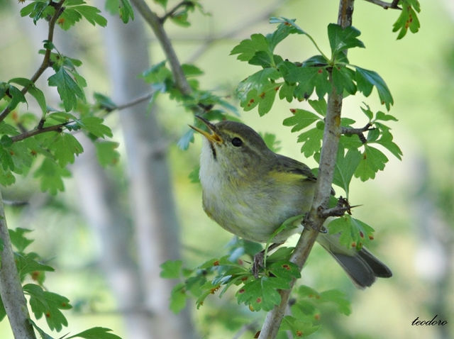 Felosa-ibérica. Phylloscopus iberic.
