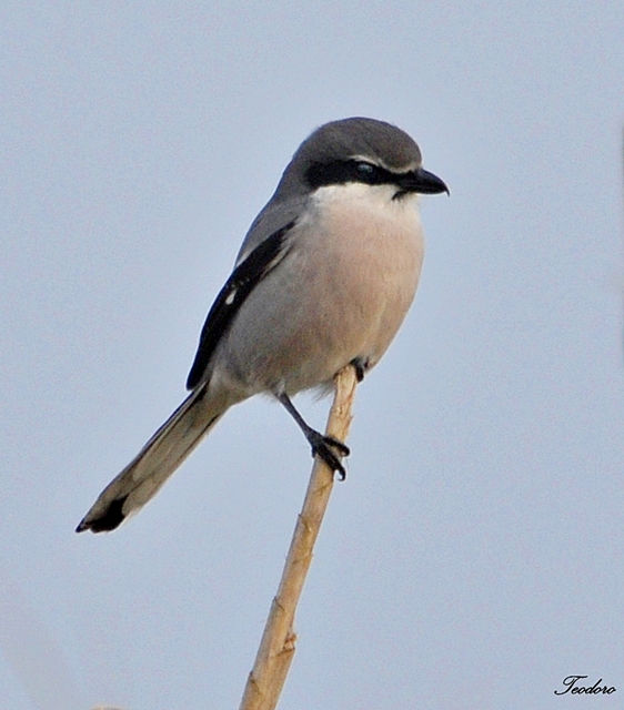 Picanço-real. Lanius meridionallis