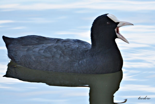 Galeirão-comum. Fulica atra
