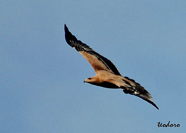 Águia-imperial. Aquila adalberti