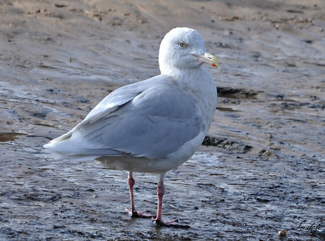 Gaivota-polar. Larus glaucoides