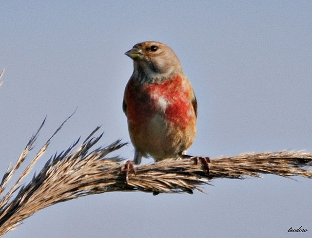 Pintarroxo. Carduelis cannabina