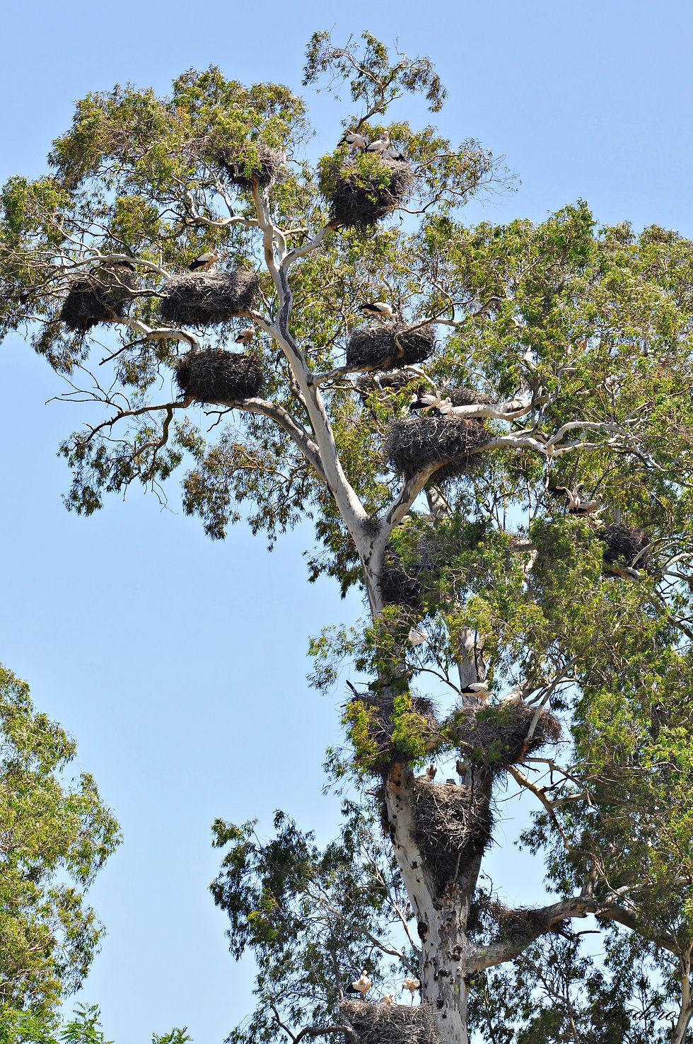 Cegonha-branca. Ciconia ciconia