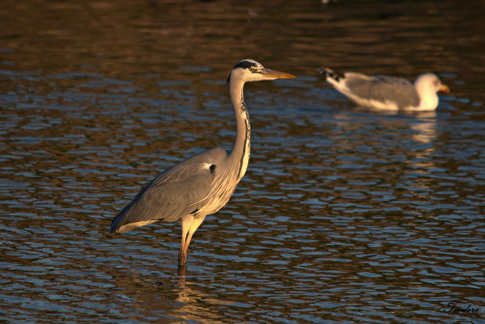 Garça-real. Ardea cinerea