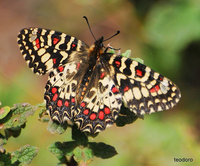 Zerynthia rumina