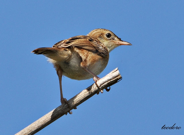 Fuinha-dos-juncos. Cisticola juncidi