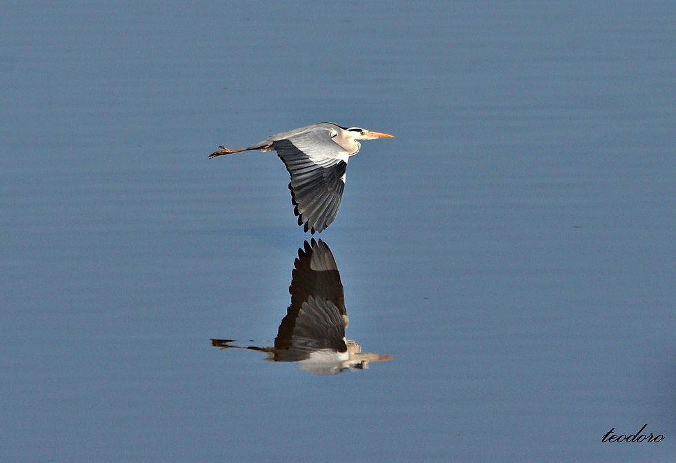 Garça-reall. Ardea cinerea
